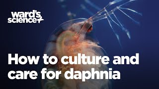 Caring and Culturing for Daphnia [upl. by Egin]