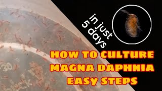 How to Culture Magna Daphnia Easily [upl. by Fairlie565]