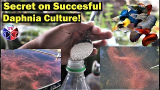 How to Culture Daphnia Successfully [upl. by Demahom762]