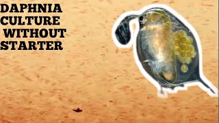 HOW TO CULTURE DAPHNIA NATURALLY WITHOUT A STARTER [upl. by Lopez]