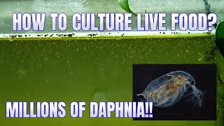 How to Culture Daphnia Secret Method to Breed MILLIONS  Simply Aquatic [upl. by Froh910]