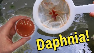 How I Culture Daphnia In Outdoor Tubs [upl. by Janeczka]