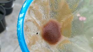 How to culture daphnia moina in a small container Part 1 English Subtitle [upl. by Owades]