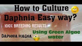 Daphnia MagnaHow to Culture Daphnia Easy wayCulturing Daphnia using Green water Daphnia [upl. by Marguerita]