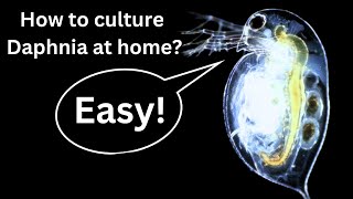 BEST Live Fish Food Beginner guide How to Culture Daphnia at home [upl. by Yuri]