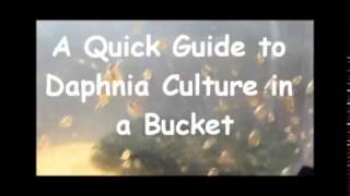 How to culture daphnia outside [upl. by Tj]