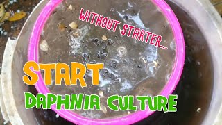 How to culture daphnia moina the easy way 1  Starting the Daphnia culture [upl. by Ecinrev380]