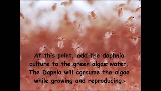 Daphnia  How to grow daphnia in your home [upl. by Anuahsed]