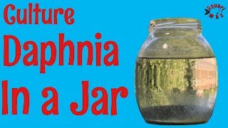 How to Culture Daphnia in a Jar [upl. by Noxid]