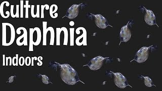 How to Culture Daphnia [upl. by Marcia566]