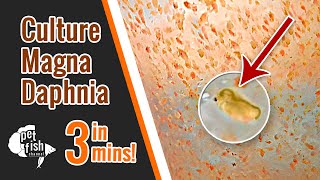 How to culture DAPHNIA MAGNA  The easy way [upl. by Royal]