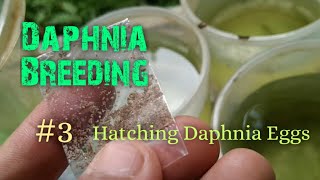 Daphnia Culture made simple and easy 3  Hatching Daphnia eggs [upl. by Friedrich]