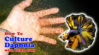 How to Culture Daphnia with ZERO Cost  Unlimited Live Food For Our Fish [upl. by Ayotnahs911]