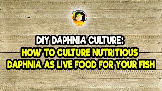 DIY Daphnia Culture How to Culture Nutritious Daphnia as Live Food for Your Fish [upl. by Charmaine714]