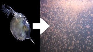 How I Culture Daphnia [upl. by Nnahgaem]