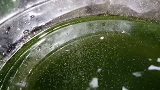 DAPHNIA MOINA CULTURE IN A SMALL BUCKET [upl. by Cathrin474]