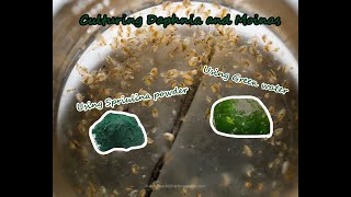 How To Culture Daphnia and Moinas using Green Water Spirulina powder [upl. by Llerrom578]