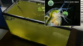 Raising Daphnia for the Freshwater Aquarium [upl. by Melisande880]