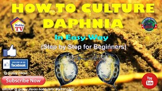 HOW TO CULTURE DAPHNIA In Easy Way [upl. by Hsekin]